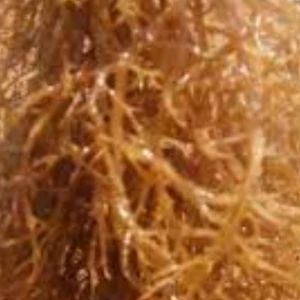 Eucheuma spinosum